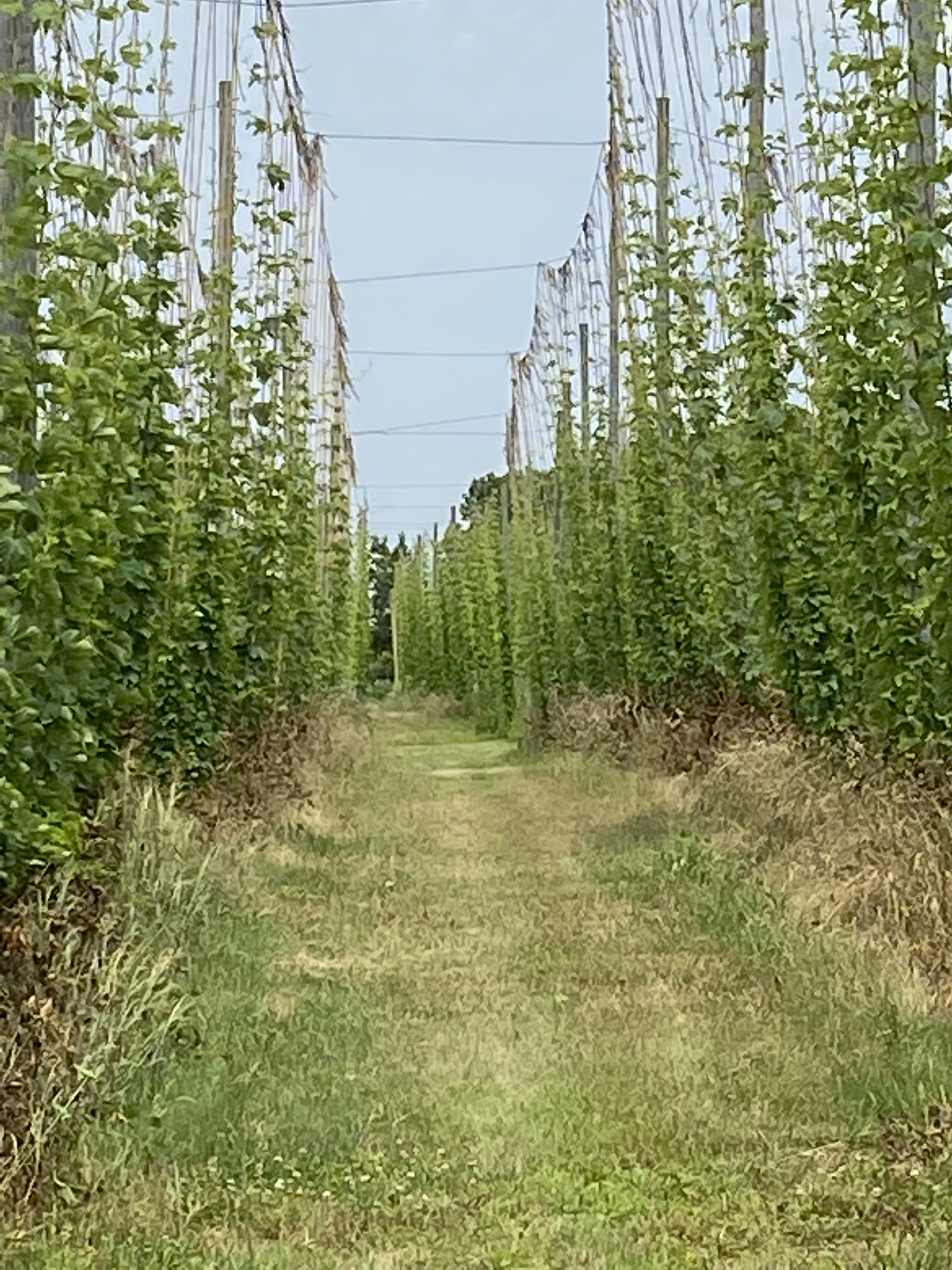 Hops.